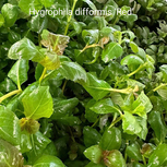Hygrophila difformis Red en pot