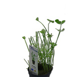 Marsilea angustifolia en pot