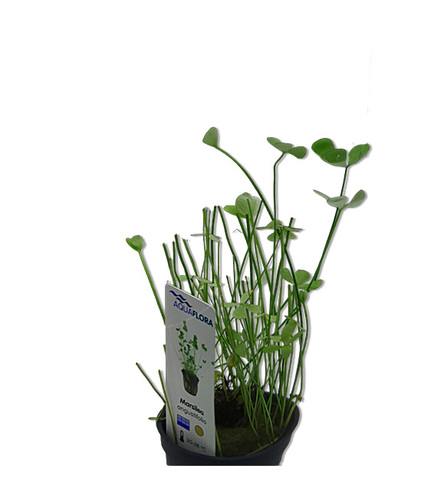 Marsilea angustifolia- PE 