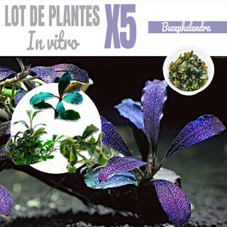 Lot de 5 Bucephalandra - plantes aquarium In-vitro