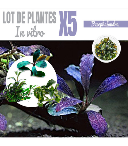 Lot de 5 Bucephalandra - plantes aquarium In-vitro