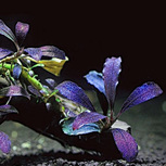 Lot de 5 Bucephalandra - plantes aquarium In-vitro