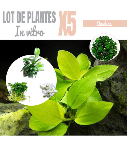 Lot de 5 Anubias - plantes aquarium In-vitro