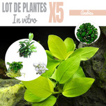 Lot de 5 Anubias - plantes aquarium In-vitro