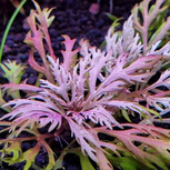 Hyptis Laciniata en pot