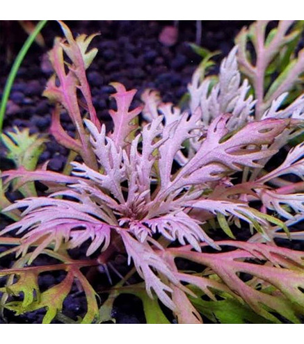 Hyptis Laciniata - PE en pot