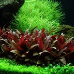 Lot de 5 Alternanthera - plantes aquarium In vitro
