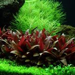 Lot de 5 Alternanthera - plantes aquarium In-vitro