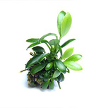 Lot de 5 Anubias - plantes aquarium In-vitro