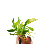Lot de 5 Anubias - plantes aquarium in vitro