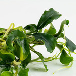 Lot de 5 Bucephalandra - plantes aquarium in vitro