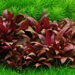 Lot de 5 Alternanthera - plantes aquarium In vitro
