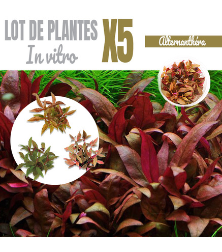 Lot de 5 Alternanthera - plantes aquarium In-vitro