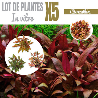 Lot de 5 Alternanthera - plantes aquarium In vitro