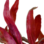 Lot de 5 Alternanthera - plantes aquarium In vitro