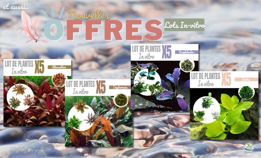 lots de plantes in-vitro x5