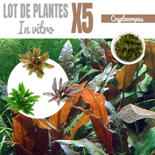 Lot de 5 Cryptocorynes - plantes aquarium in vitro
