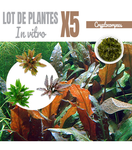 Lot de 5 Cryptocorynes - plantes aquarium In-vitro