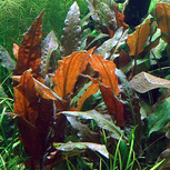 Lot de 5 Cryptocorynes - plantes aquarium In-vitro
