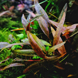 Lot de 5 Cryptocorynes - plantes aquarium in vitro