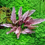 Cryptocoryne spec. Flamingo in vitro