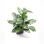 Anubias barteri nana ´Bigfoot´ en pot