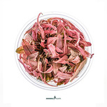 Cryptocoryne spec. Flamingo in vitro
