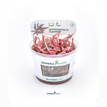 Cryptocoryne spec. Flamingo in vitro