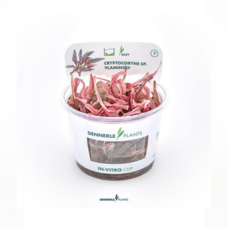 Cryptocoryne spec. Flamingo In-Vitro