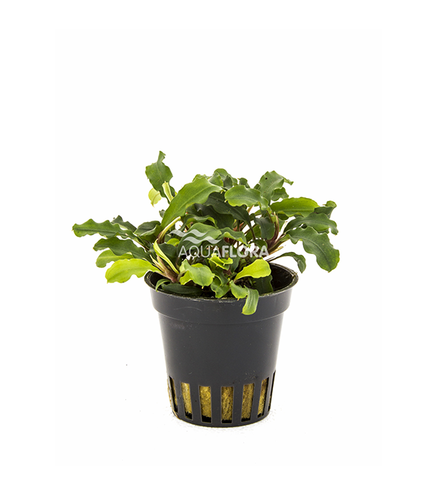 Bucephalandra 'Wavy Green' (Bukit Kelam)