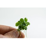 Anubias barteri 'Mini Coin' in vitro