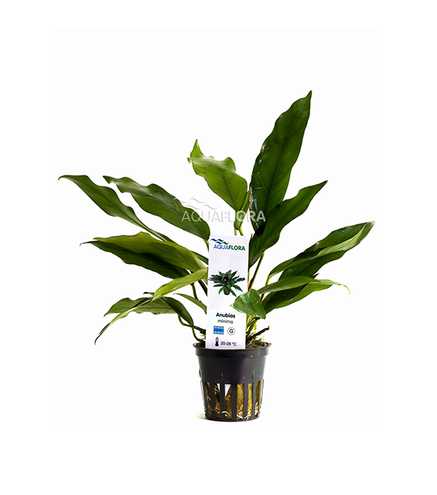 Anubias minima en pot