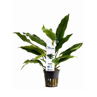 Anubias minima en pot