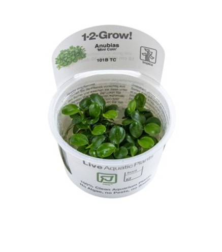 Anubias barteri 'Mini Coin' in vitro