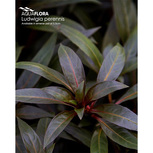 Ludwigia Perennis en pot