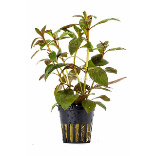Ludwigia Perennis en pot