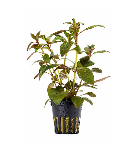 Ludwigia Perennis - PE  en pot 5.5cm