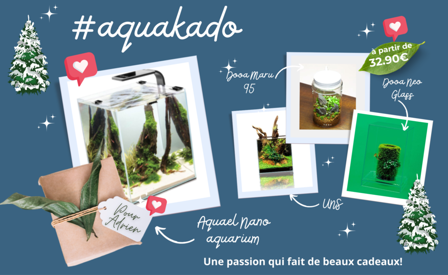 cuves nues et wabi kusa