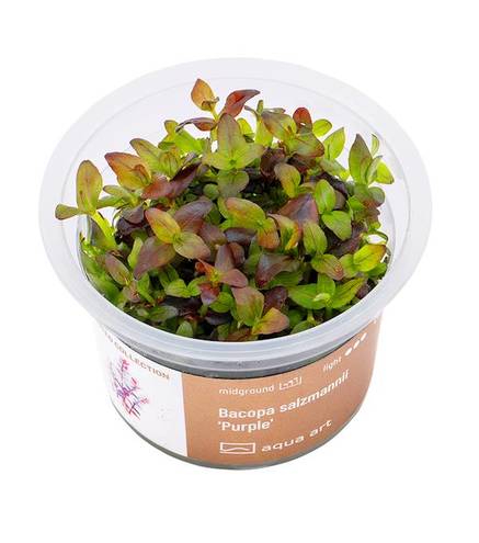 Bacopa salzmannii 'Purple' in-vitro