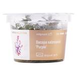Bacopa salzmannii 'Purple' in-vitro