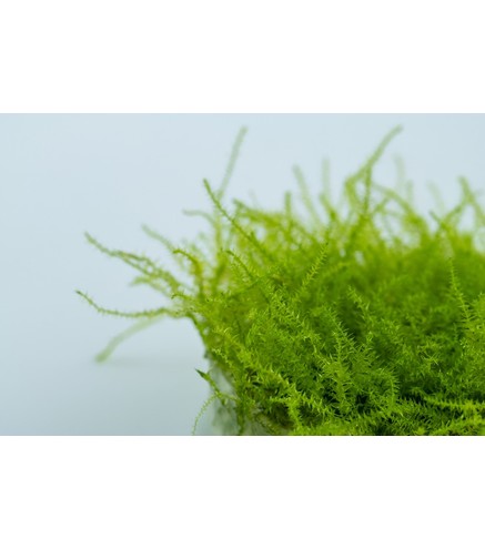 Leptodictyum riparium (stringy moss) in vitro