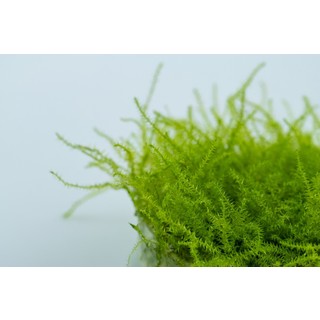 Leptodictyum riparium (stringy moss) in vitro