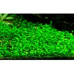 Marsilea minuta in vitro