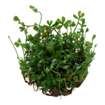 Marsilea minuta in vitro