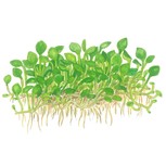 Marsilea minuta 1-2-Grow!