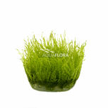 Leptodictyum riparium (stringy moss) - In Vitro