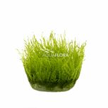 Leptodictyum riparium (stringy moss) in vitro