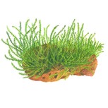 Leptodictyum riparium (stringy moss) in vitro