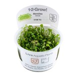 Marsilea minuta in vitro