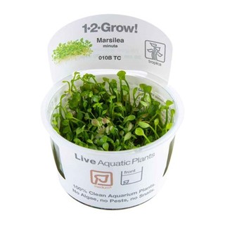 Marsilea minuta in vitro